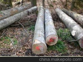 榉木 从原木到精品，走进淄博鑫良包装制品厂