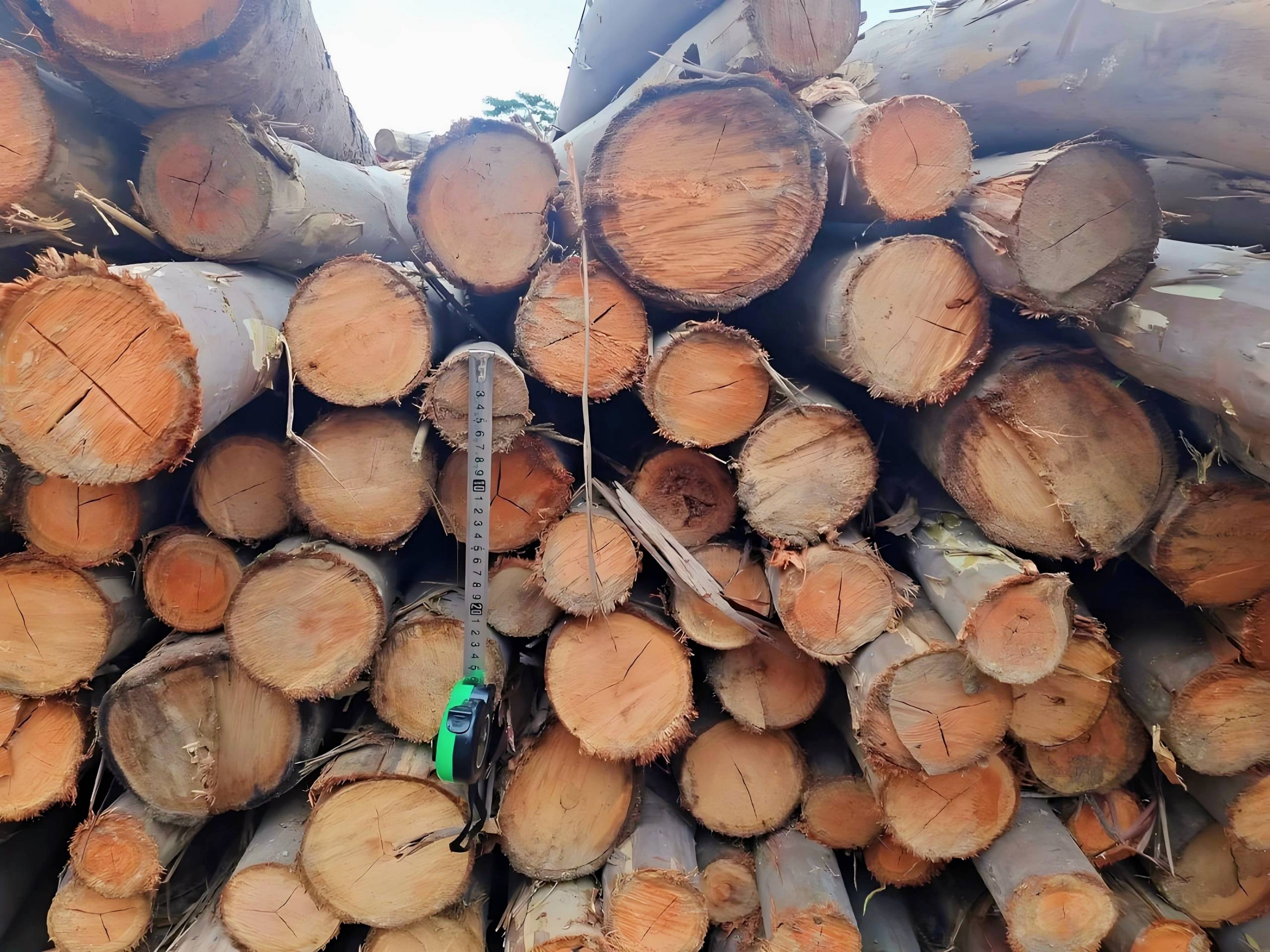 桉木价差为何如此之大？从600元到400多元的背后原因